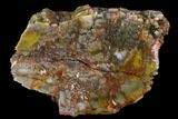 Vibrantly Colored, Polished Petrified Wood Section - Arizona #113371-1